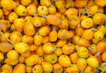 MARULA Essential Oil, Virgin